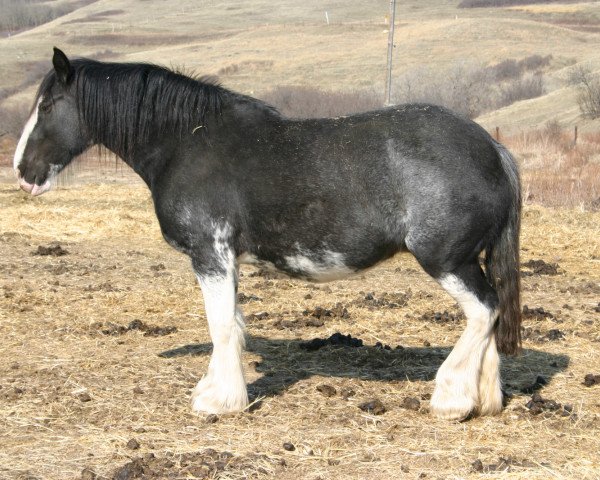 broodmare Battle River Allie (Clydesdale, 2001, from Grandview Sir El Capitan)