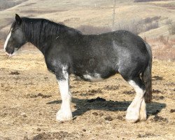 Zuchtstute Battle River Allie (Clydesdale, 2001, von Grandview Sir El Capitan)