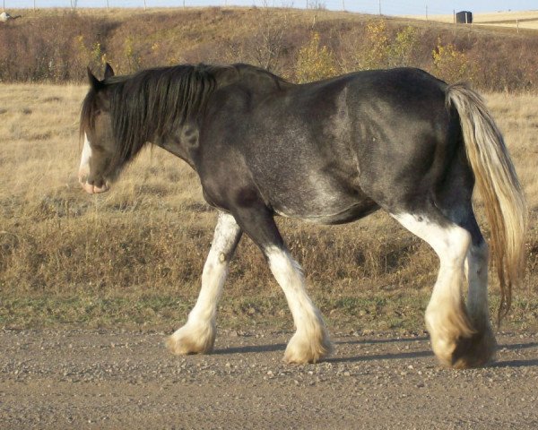 broodmare Battle River Abigail (Clydesdale, 2000, from Grandview Sir El Capitan)