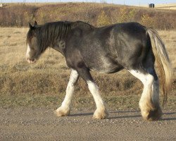 broodmare Battle River Abigail (Clydesdale, 2000, from Grandview Sir El Capitan)