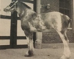 Zuchtstute Bastian's Charbimar Grace (Clydesdale, 1984, von Castles Renown)