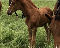 broodmare Mia Nanina (Holsteiner, 2019, from Big Star)