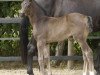 dressage horse Wonnaful (Oldenburg, 2019, from For Romance I)