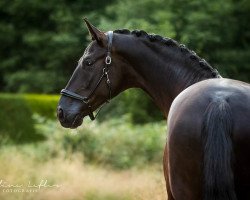 dressage horse Don't Let Me Down (Hanoverian, 2013, from Don Index)