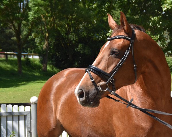 dressage horse Dayton Blue (Hanoverian, 2013, from Destano)
