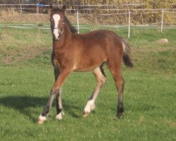 horse Orwel EE (Welsh-Cob (Sek. D), 2014, from Gwynfaes Orig)