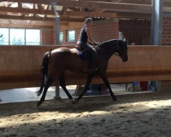 jumper Alicenhof‘s Sir Leon (Hanoverian, 2015, from Spartacus TN)