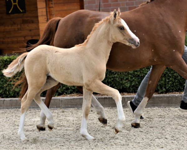 Zuchtstute Goupette Deluxe (Deutsches Reitpony, 2019, von Casino Gold)