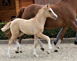 broodmare Goupette Deluxe (German Riding Pony, 2019, from Casino Gold)