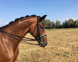 dressage horse Broadway 28 (Bavarian, 2010, from Belissimo NRW)