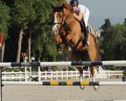 jumper Santino (Oldenburg show jumper, 2009, from Sanvaro)