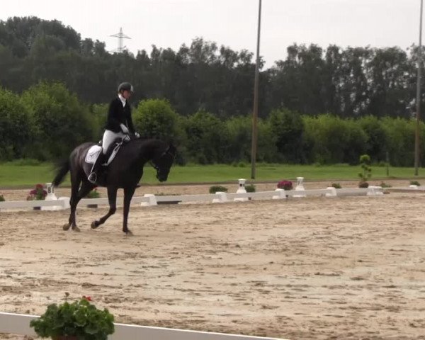 Reitturnier Münster-Roxel 2016