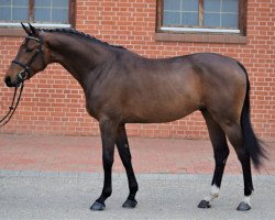 stallion Aranykapu Close (Hungarian Warmblood, 2016, from Aranykapu Claramo)