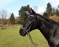 broodmare Miss Marple (German Riding Pony, 1997, from Mangano)