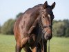 broodmare Loxia 3 (Rhinelander, 2012, from Lord Carnaby)