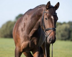 dressage horse Loxia 3 (Rheinländer, 2012, from Lord Carnaby)