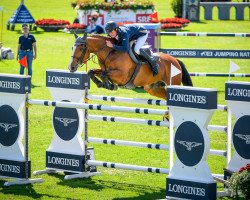 jumper Campari Z (Zangersheide riding horse, 2007, from Pkz Contact van de Heffinck)