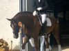 dressage horse Diabolo WL (Westphalian, 2013, from De Niro)