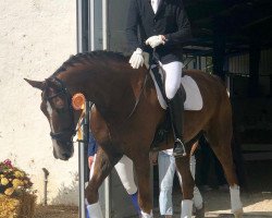 dressage horse Diabolo WL (Westphalian, 2013, from De Niro)