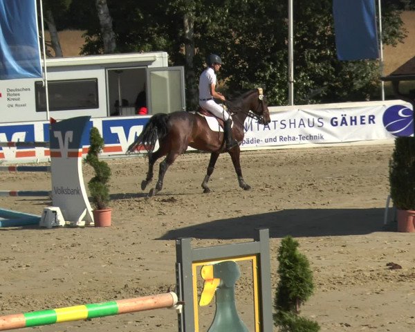 Reitturnier Münster-Roxel 2016