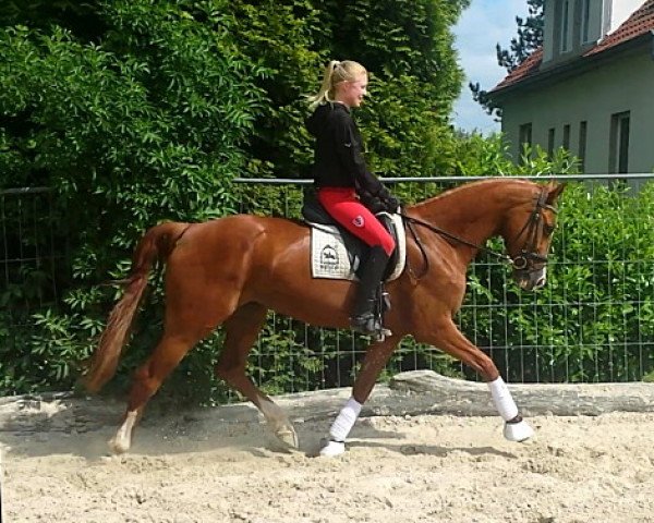 jumper Viola (Hanoverian, 2008, from Valentino)