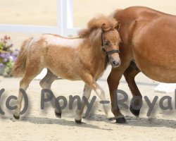 Pferd Donnerlittchen SW (Shetland Pony, 2019)