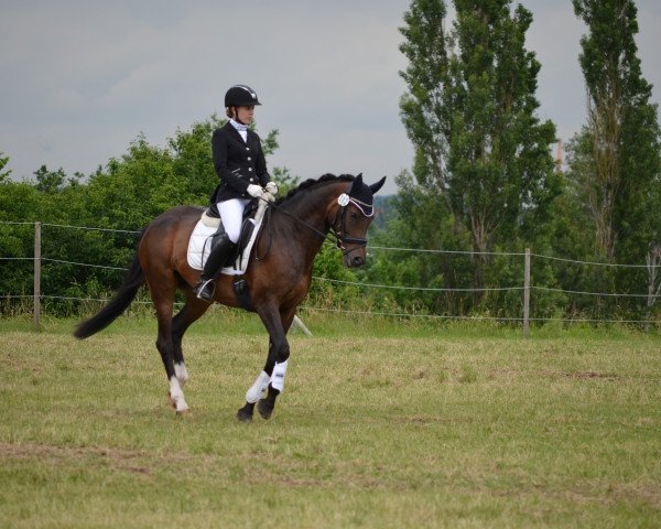 dressage horse Panamera BEVS (German Riding Pony, 2012, from Hilkens Dance Forever)