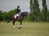 Dressurpferd Panamera BEVS (Deutsches Reitpony, 2012, von Hilkens Dance Forever)