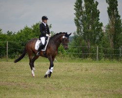 Dressurpferd Panamera BEVS (Deutsches Reitpony, 2012, von Hilkens Dance Forever)