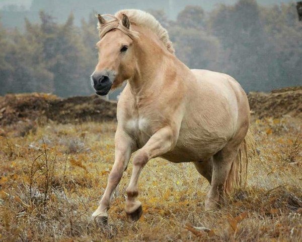 Pferd Rohdion (Fjordpferd, 2014, von Rudsmo Remi)