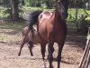 stallion Chicago (Welsh-Pony (Section B), 1994, from Capello)