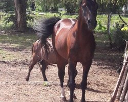 stallion Chicago (Welsh-Pony (Section B), 1994, from Capello)