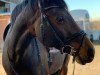 dressage horse Ceralina Ask (Danish Warmblood, 2008, from Coronet Ask)