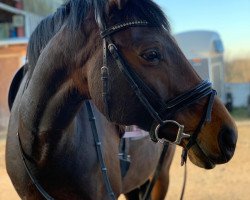 dressage horse Ceralina Ask (Danish Warmblood, 2008, from Coronet Ask)