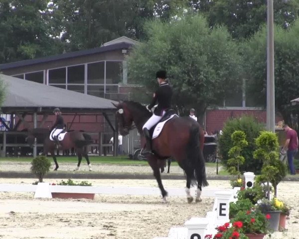 Reitturnier Münster-Roxel 2016