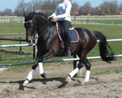 broodmare Wilma Wiese (Oldenburg, 2004, from Diamond Hit)