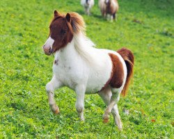 Zuchtstute Hettenbachs Stella (Shetland Pony (unter 87 cm), 2018, von Halstock Jumping Jack Flash)