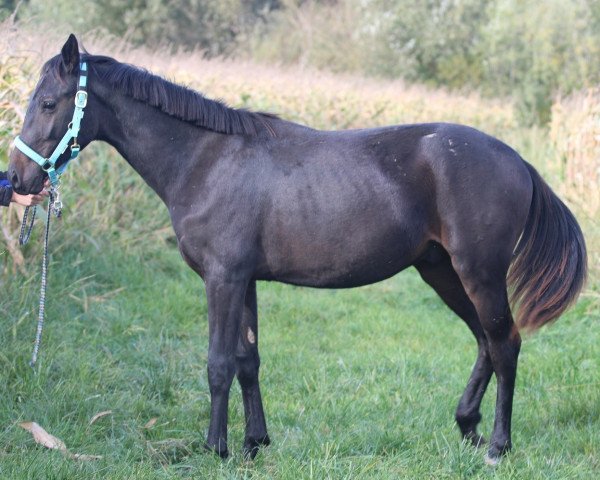 dressage horse Sandrocelli (Austrian Warmblood, 2018, from Sandro Hit)