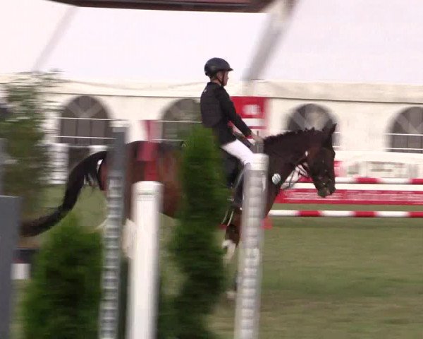 FEI Reitturnier Steinhagen (GER) 2016