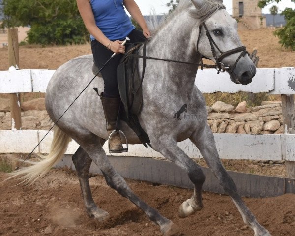 Pferd Blauäugiger PRE (Pura Raza Espanola (PRE),  )