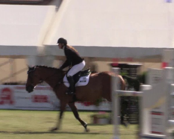 FEI Reitturnier Steinhagen (GER) 2016