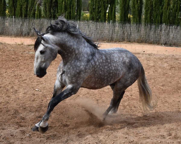 Pferd Judio Sohn (Pura Raza Espanola (PRE),  )