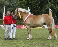 Zuchtstute Elfe (Rheinisch-Deutsches Kaltblut, 2012, von Emilio)