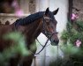 dressage horse All at once's Dalera (Westphalian, 2014, from All At Once)