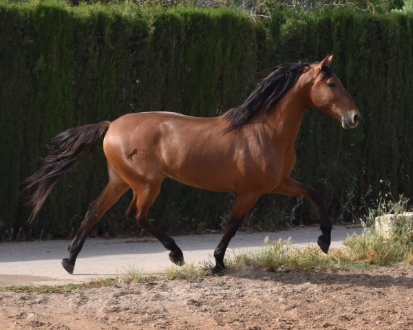 Pferd Famoso (Pura Raza Espanola (PRE),  )