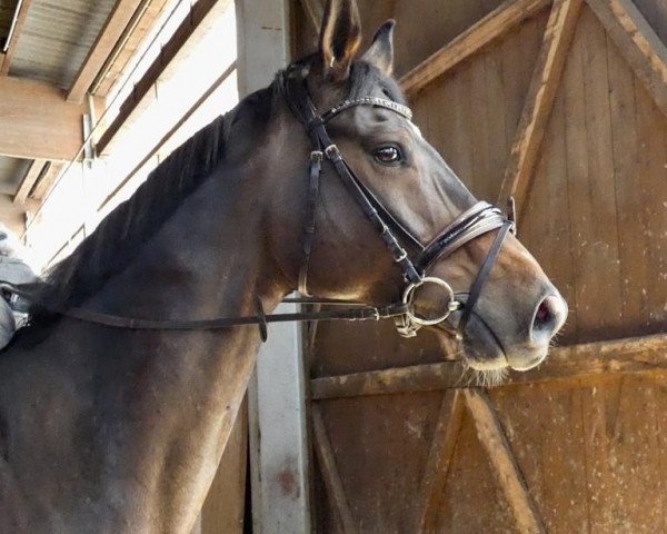 dressage horse Dreamer (Hanoverian, 2007, from Desperados FRH)