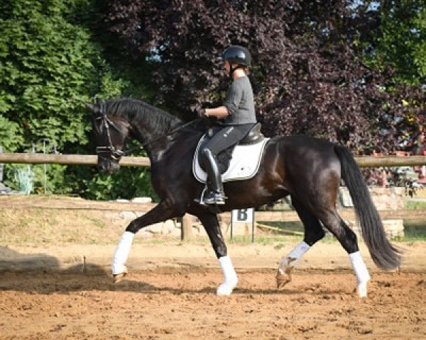 dressage horse La Jolie (Oldenburg, 2016, from Livaldon)