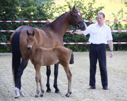 Zuchtstute Shanaya (Trakehner, 2005, von Herzruf)