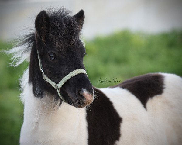 horse Freakys Valerio (Dt.Part-bred Shetland pony, 2019, from Valentin von der Ostsee)