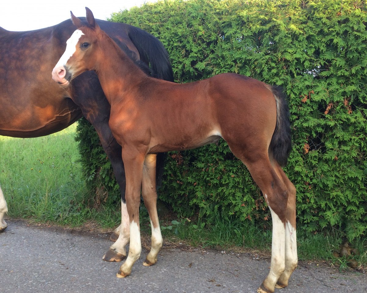 broodmare Cassandra WS (Oldenburg show jumper, 2019, from Casallco)